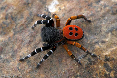 Rote Rhrenspinne  - Zum Vergroessern klicken!