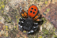 Rote R�hrenspinne  - Zum Vergroessern klicken!