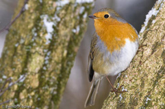 Rotkehlchen - Zum Vergroessern klicken!