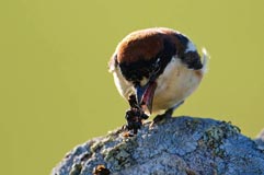 Rotkopfwrger  - Zum Vergroessern klicken!