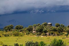 Steineichen  - Zum Vergroessern klicken!