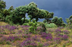 Steineichen Schopflavendel  - Zum Vergroessern klicken!