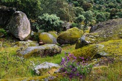 Schopflavendel Granitfelsen  - Zum Vergroessern klicken!