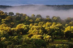 Steineichen  - Zum Vergroessern klicken!