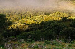 Steineichen  - Zum Vergroessern klicken!