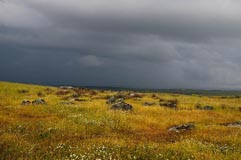 Steppe - Zum Vergroessern klicken!