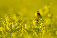 Schafstelze Rapsfeld - Zum Vergroessern klicken!