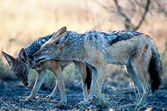 Schabrackenschakale - Zum Vergroessern klicken!