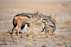 Schabrackenschakale - Zum Vergroessern klicken!