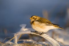 Schneeammer  - Zum Vergroessern klicken!