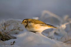 Schneeammer  - Zum Vergroessern klicken!