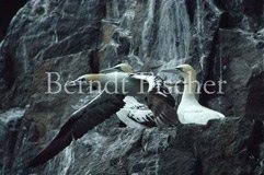 Seevogel-Kolonie Bass Rock  - Zum Vergroessern klicken!