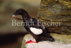 Gryllteist Seevogel Beute Fisch Felsklippen - Zum Vergroessern klicken!