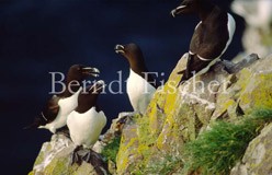 Tordalke Seevogel-Kolonie Felsklippen - Zum Vergroessern klicken!