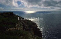 Meereskste Marwick Head  - Zum Vergroessern klicken!