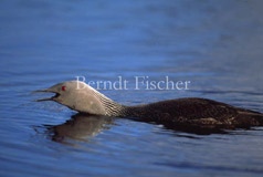 Sterntaucher rufend Orkney - Zum Vergroessern klicken!