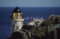 Papageitaucher Seevogel-Kolonie Isle of May - Zum Vergroessern klicken!