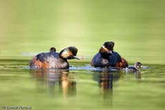 Schwarzhalstaucher  - Zum Vergroessern klicken!