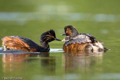 Schwarzhalstaucher  - Zum Vergroessern klicken!