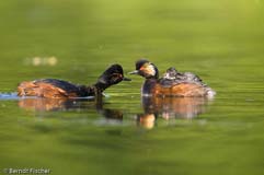 Schwarzhalstaucher  - Zum Vergroessern klicken!