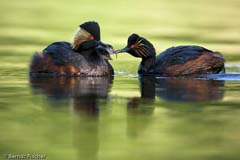 Schwarzhalstaucher - Zum Vergroessern klicken!