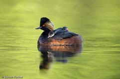 Schwarzhalstaucher - Zum Vergroessern klicken!