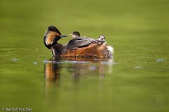 Schwarzhalstaucher  - Zum Vergroessern klicken!