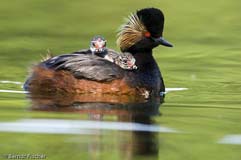 Schwarzhalstaucher  - Zum Vergroessern klicken!