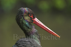 Schwarzstorch - Zum Vergroessern klicken!