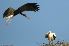 Schwarzstorch  - Zum Vergroessern klicken!
