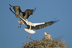 Schwarzstorch  - Zum Vergroessern klicken!