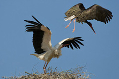 Schwarzstorch  - Zum Vergroessern klicken!