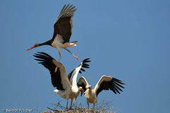 Schwarzstorch  - Zum Vergroessern klicken!