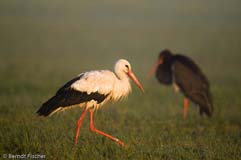 Schwarzstorch  - Zum Vergroessern klicken!