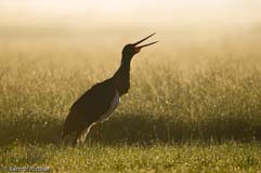 Schwarzstorch  - Zum Vergroessern klicken!