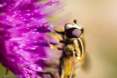 Schwebfliege - Zum Vergroessern klicken!