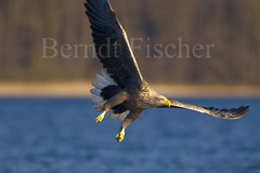 Seeadler  - Zum Vergroessern klicken!