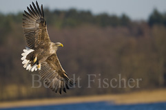 Seeadler - Zum Vergroessern klicken!