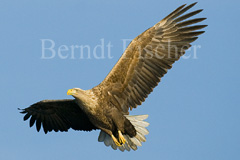 Seeadler  - Zum Vergroessern klicken!