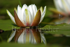 Seerose - Zum Vergroessern klicken!