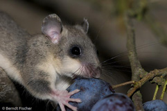 Siebenschl�fer - Zum Vergroessern klicken!