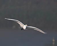 Silberreiher - Zum Vergroessern klicken!