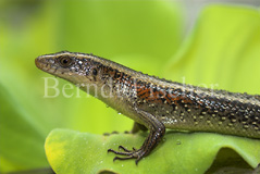 Vielstreifenskink  - Zum Vergroessern klicken!