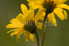 Arnika - Zum Vergroessern klicken!