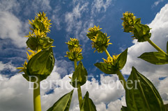 Gelber Enzian - Zum Vergroessern klicken!
