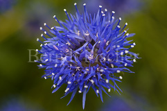 Jasione Bergsandglckchen - Zum Vergroessern klicken!