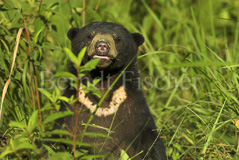 Sonnenbr Malaienbr  - Zum Vergroessern klicken!