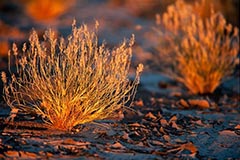 Sossus Vlei - Zum Vergroessern klicken!