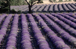 Lavendelfeld Violett Provence - Zum Vergroessern klicken!
