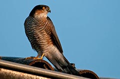 Sperber - Zum Vergroessern klicken!